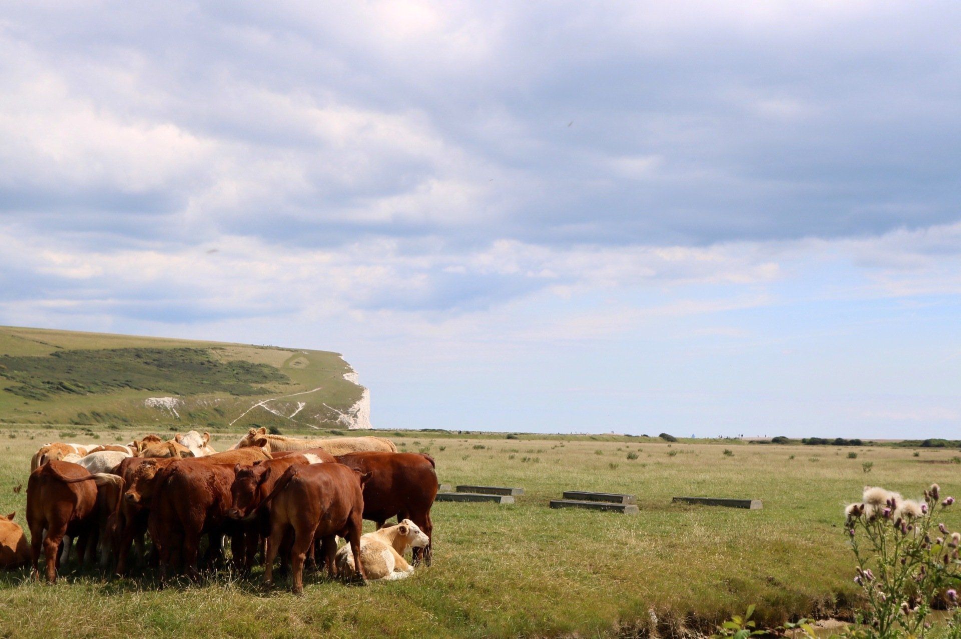 Cows SOuth Downs Sussex, azalia molina, fotografia, photography
