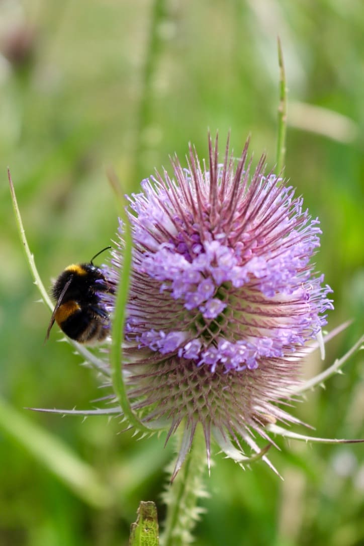 Bee South Downs Sussex, azalia molina, fotografia, photography