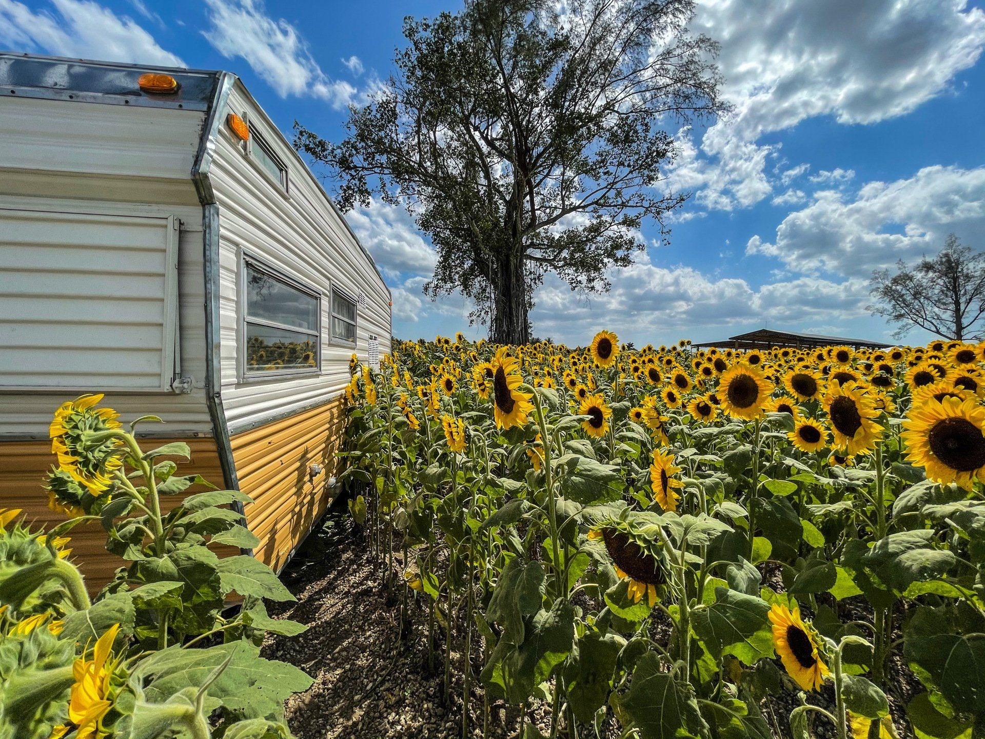 Sunflowers • Homestead • Florida, azalia molina, fotografia
