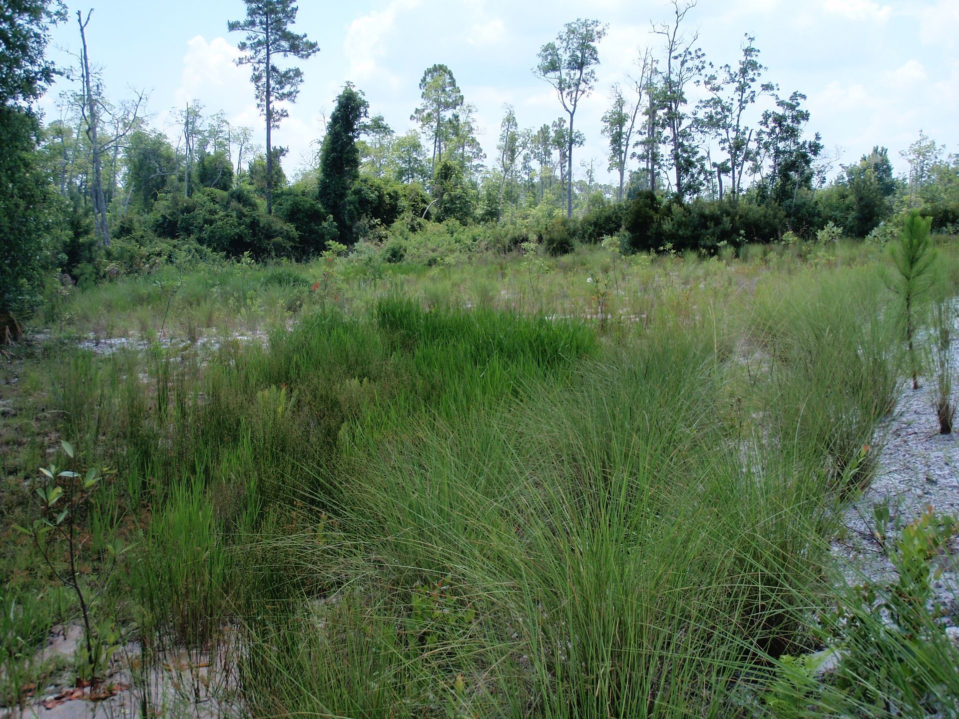 Grassland Area - New Smyrna Beach, FL - Palmer Biological Services, LLC
