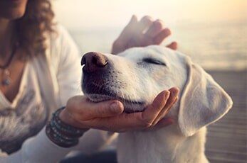 Caressing Dog — Pet Medicine in Taylor, MS