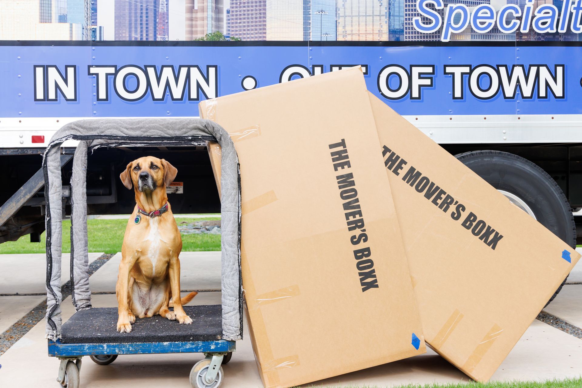 Dog sitting on a hand truck next to moving boxes, with a truck in the background.