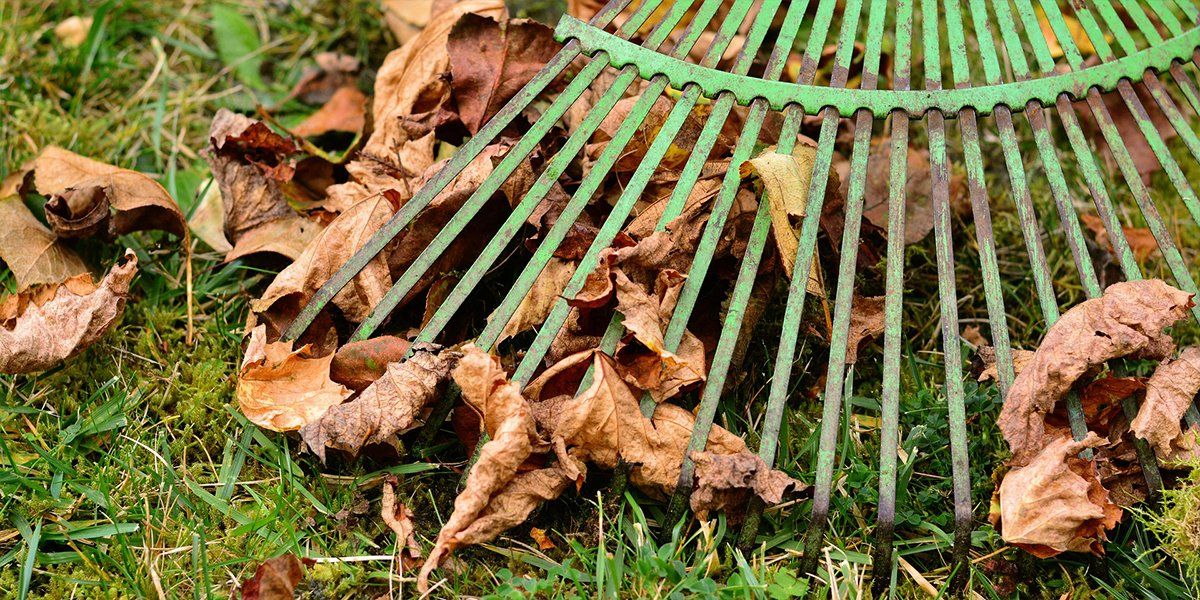 Fall Lawn Care Tips