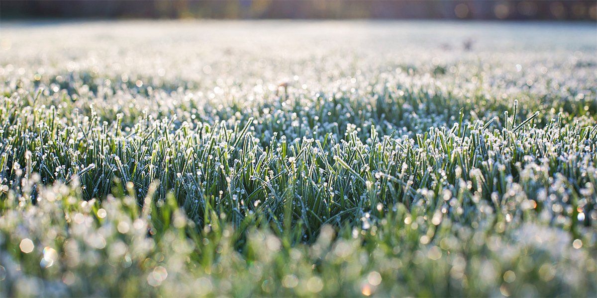 Winter Lawn Care Tips