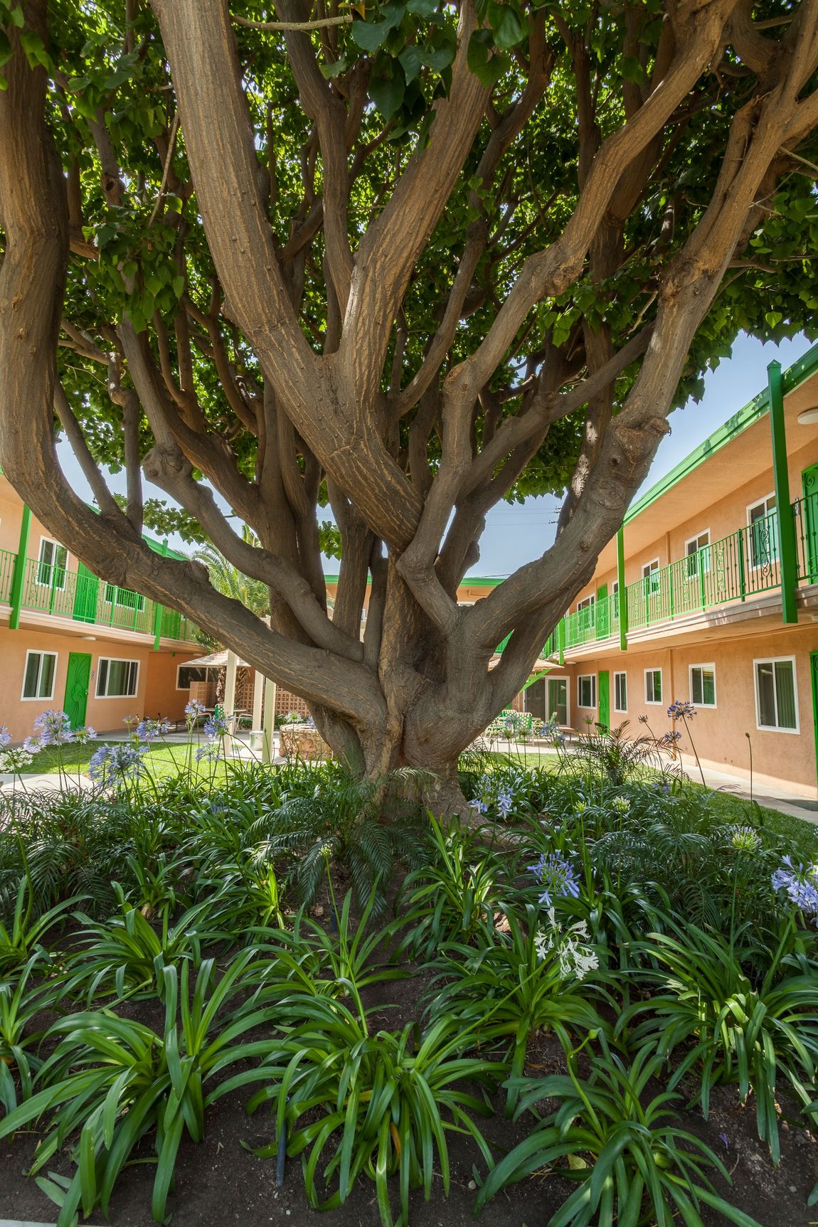 A large tree is in the middle of a garden in front of a building.