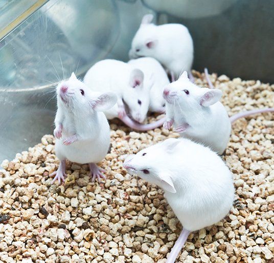 Mice Removal — Mice in Cage in Atlanta, GA