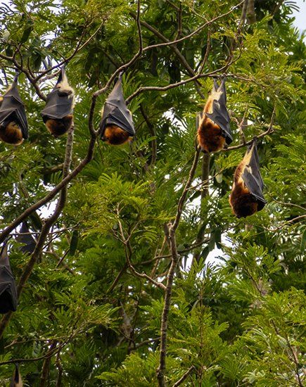 Bat Removal — A Group of Bats on The Tree in Atlanta, GA