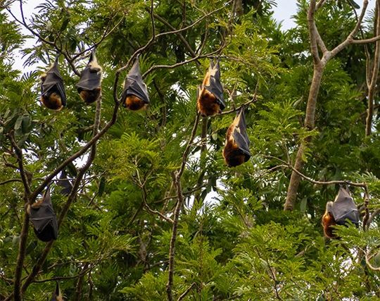 Bat Removal — A Group of Bats on The Tree in Atlanta, GA