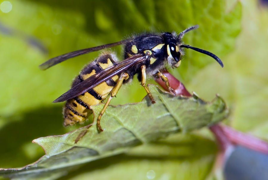 Wasp On A Grape Vine – Atlanta, GA – AAA Trappings, Inc.