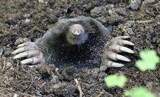 Yard Mole Removal — Townsend's Mole Emerging from Underground in Atlanta, GA