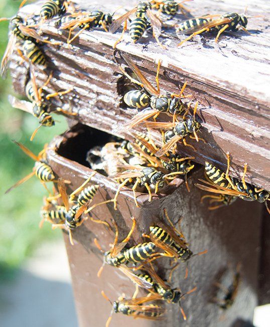 Wasp and Hornet Removal — Hornet Nest and Hornets in Atlanta, GA