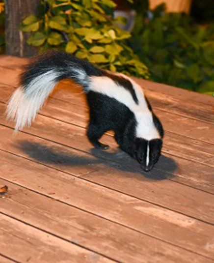 Skunk Removal — Striped skunk in Atlanta, GA