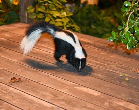 Skunk Removal — Striped skunk in Atlanta, GA