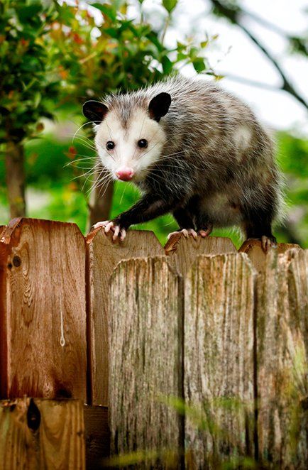 Opossum Removal — Opossum Walking on Backyard Fence in Atlanta, GA