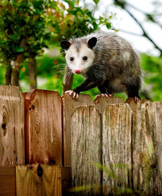 Opossum Removal — Opossum Walking on Backyard Fence in Atlanta, GA