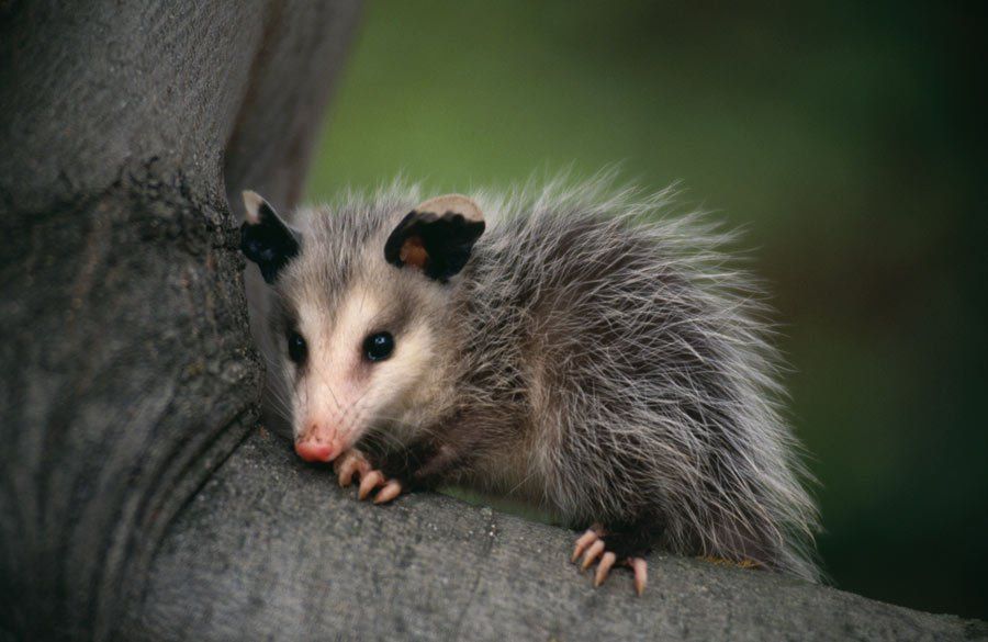 Possum In A Tree – Atlanta, GA – AAA Trappings, Inc.