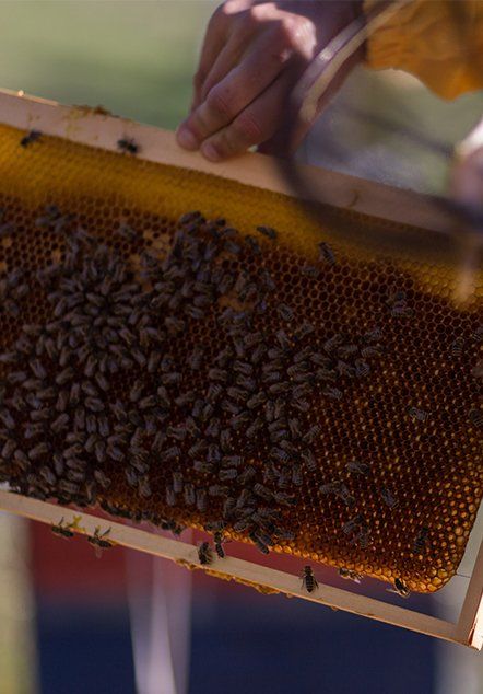 Carpenter Bee Removal — Bee Frame is Out of a Beehive in Atlanta, GA