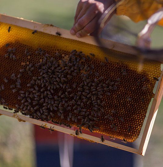 Carpenter Bee Removal — Bee Frame is Out of a Beehive in Atlanta, GA