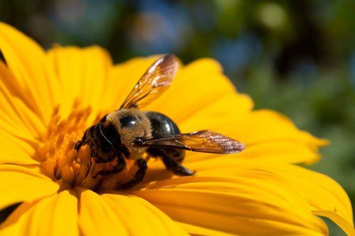 Carpenter Bee On A Yellow Flower – Atlanta, GA – AAA Trappings, Inc.
