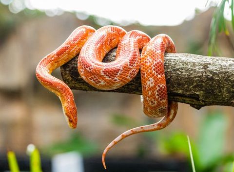 Snake Removal — Snake On A Branch in Atlanta, GA