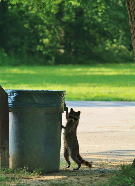 Raccoon Beside Garbage Can – Atlanta, GA – AAA Trappings, Inc.