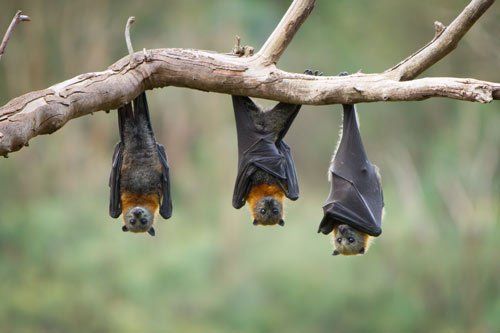 Bats On A Tree Branch – Atlanta, GA – AAA Trappings, Inc.