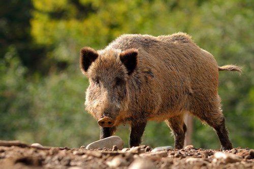 Wild Hog – Atlanta, GA – AAA Trappings, Inc.