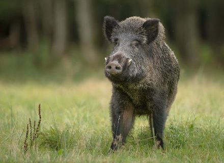 Wild Hog Removal — Large Wild Hog in Atlanta, GA