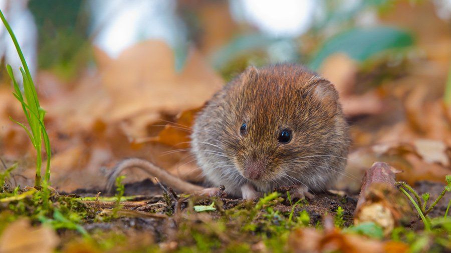 Mice Hiding Between Leaves – Atlanta, GA – AAA Trappings, Inc.