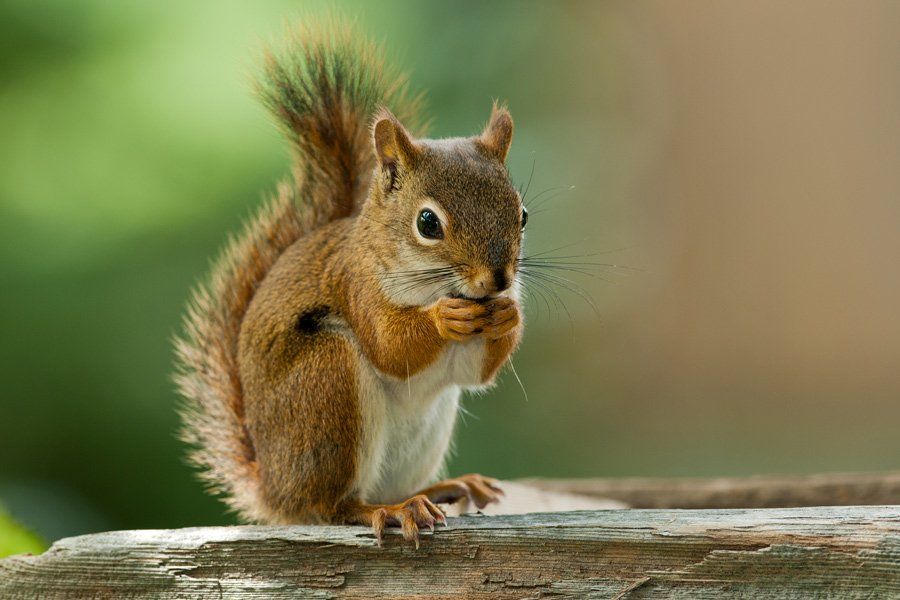 American Red Squirrel – Atlanta, GA – AAA Trappings, Inc.