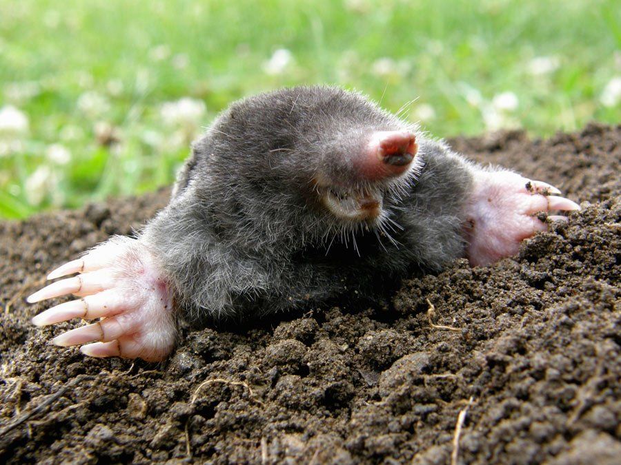 Mole Crawling Out Of Molehill – Atlanta, GA – AAA Trappings, Inc.