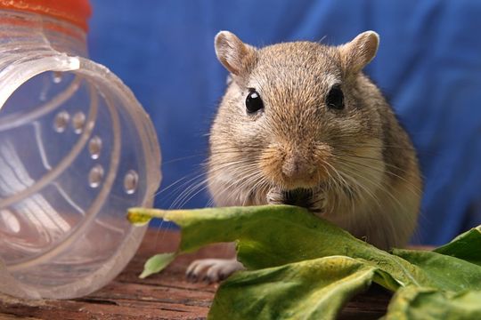 Rat Eating Cabbage Leaf – Atlanta, GA – AAA Trappings, Inc.