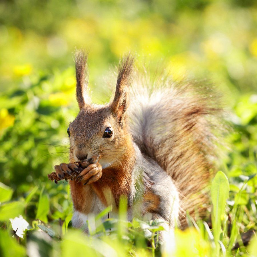 Animal Proofing — Squirrel with Pine Cone in Atlanta, GA