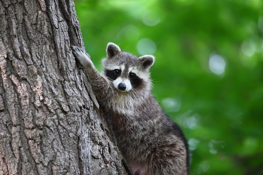 Raccoon Climbing A Tree – Atlanta, GA – AAA Trappings, Inc.