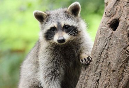 Wildlife Removal — Little Raccoon On The Tree  in Atlanta, GA
