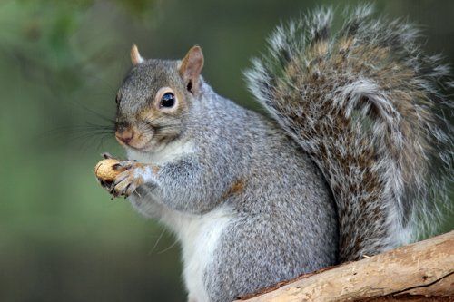 Gray Squirrel Holding Nuts – Atlanta, GA – AAA Trappings, Inc.