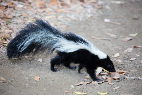 Striped Skunk – Atlanta, GA – AAA Trappings, Inc.