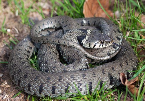 Snake On A Grass – Atlanta, GA – AAA Trappings, Inc.