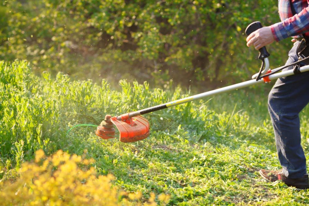 Person using a string trimmer to cut tall grass in a sunny field — Gloucester Outdoor Solutions In Bulahdelah, NSW