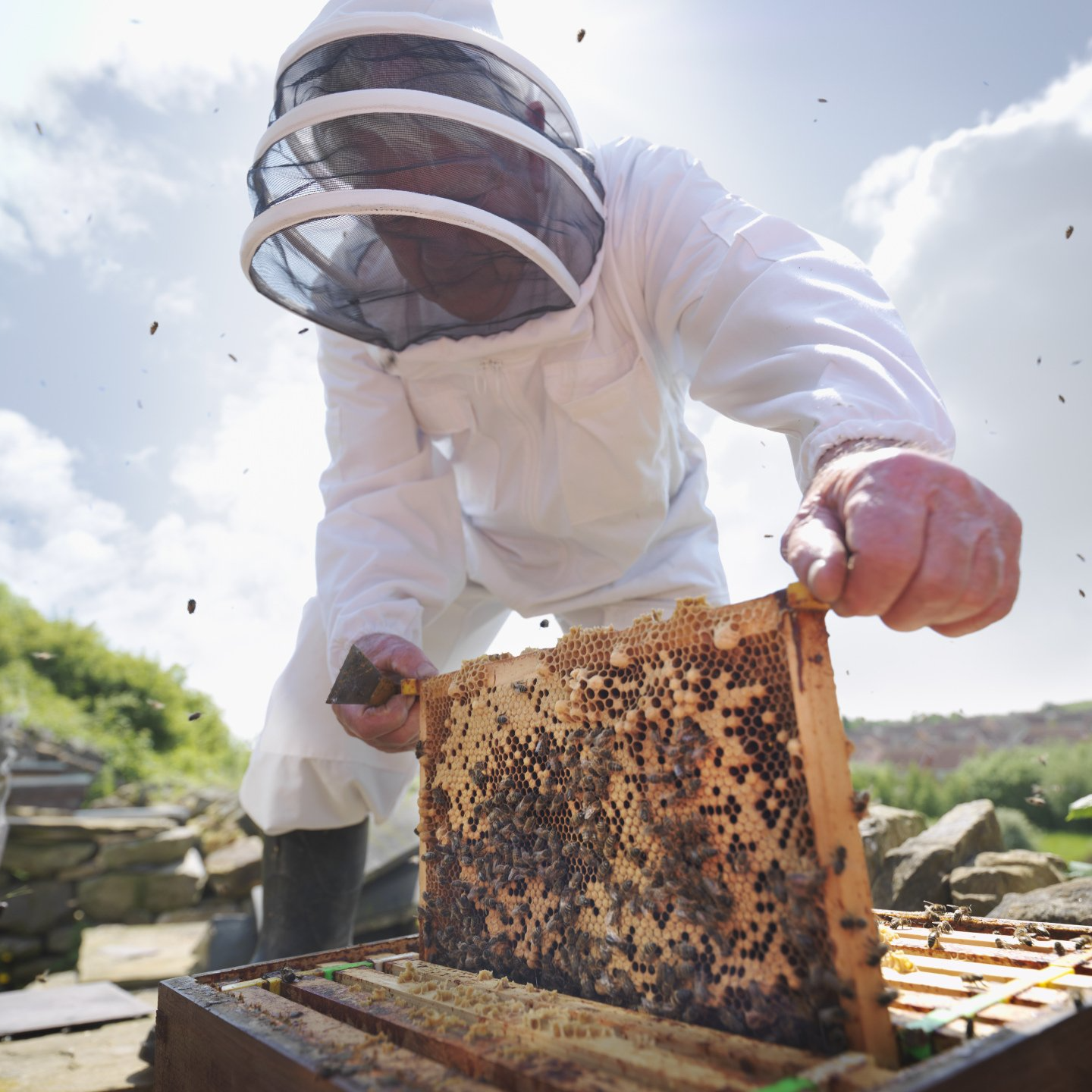 beekeeper lifting honeycomb in England, UK