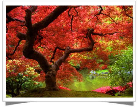 Lawn Maintenance Service — Colorful Image of a Tree in Marietta, PA