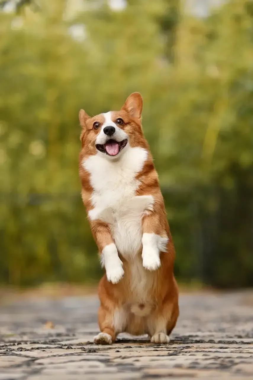 Cute dog standing on it's hind legs.