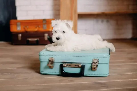 Small white dog sitting on a blue suitcase