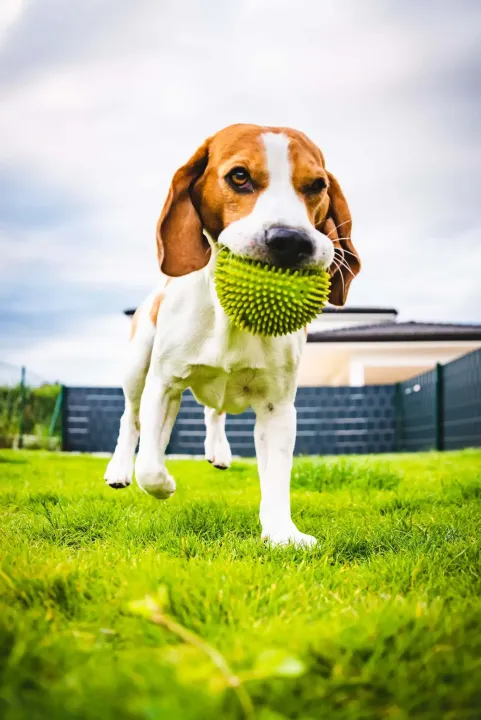 Beagle dog having fun in pet daycare playing with a green ball toy.