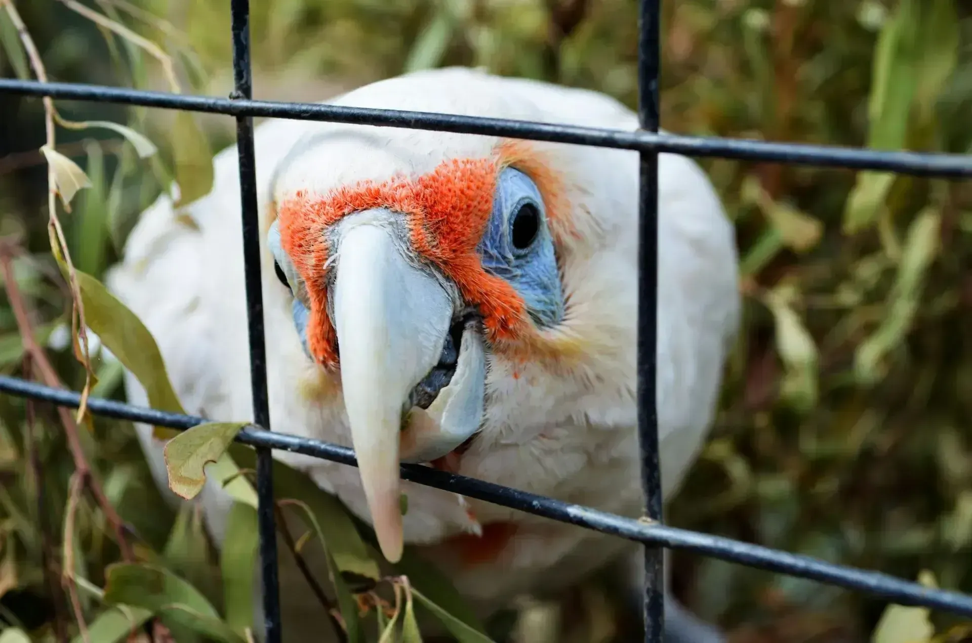 Colorful parrot enjoying attentive care from our pet sitting team