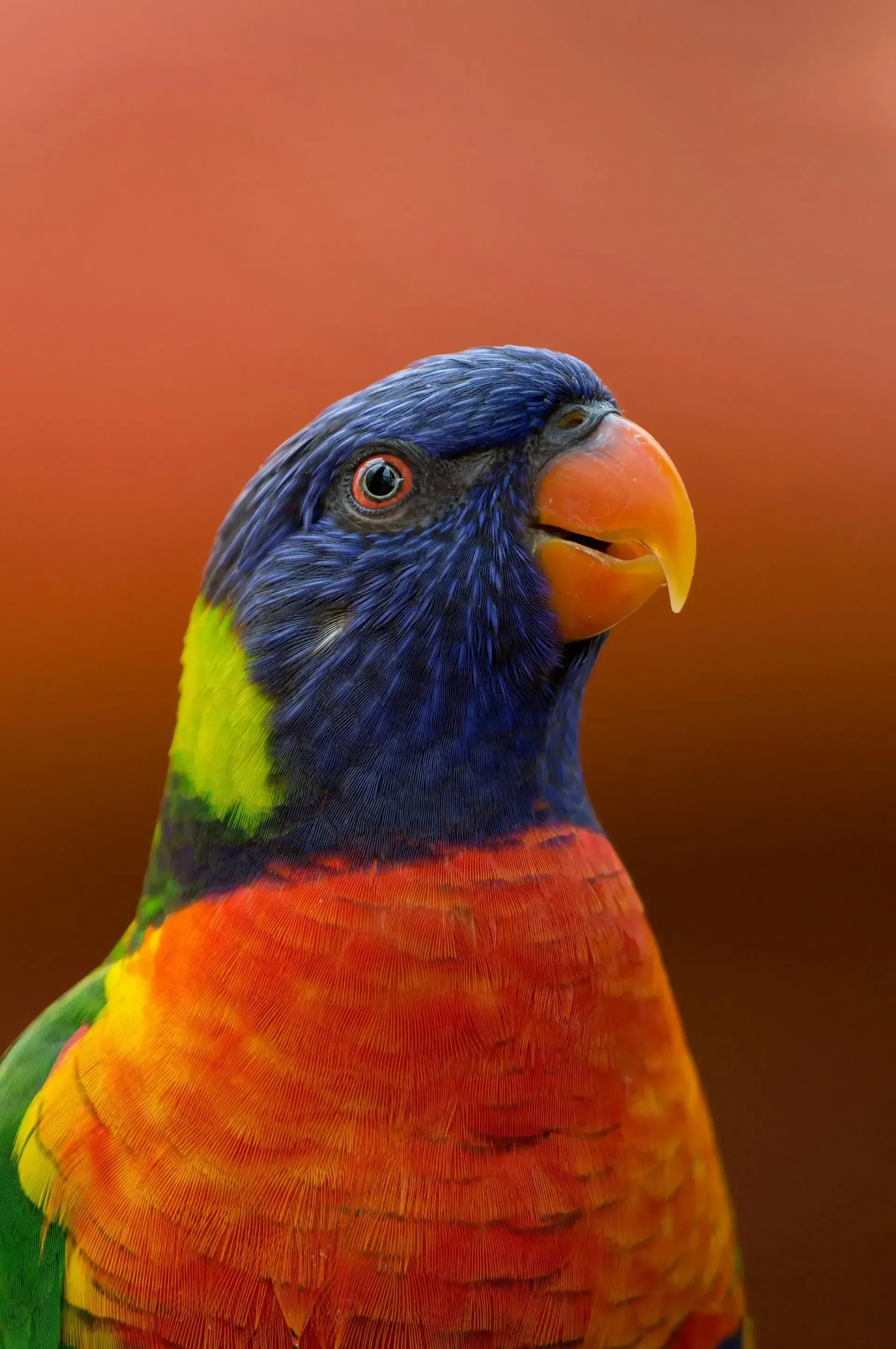 Colorful Parrot enjoying gentle pet care.