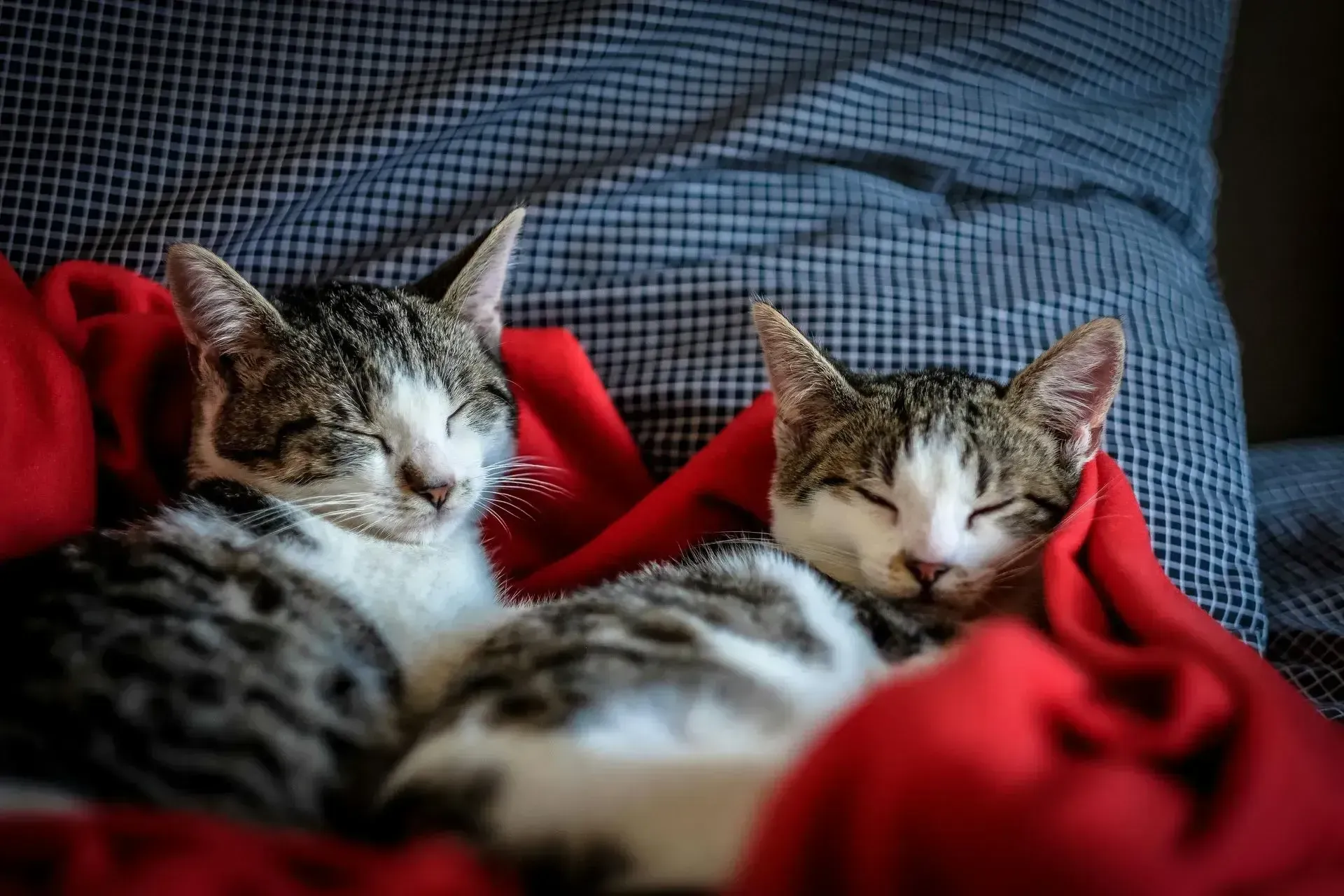 Two sleeping kittens curled up together.