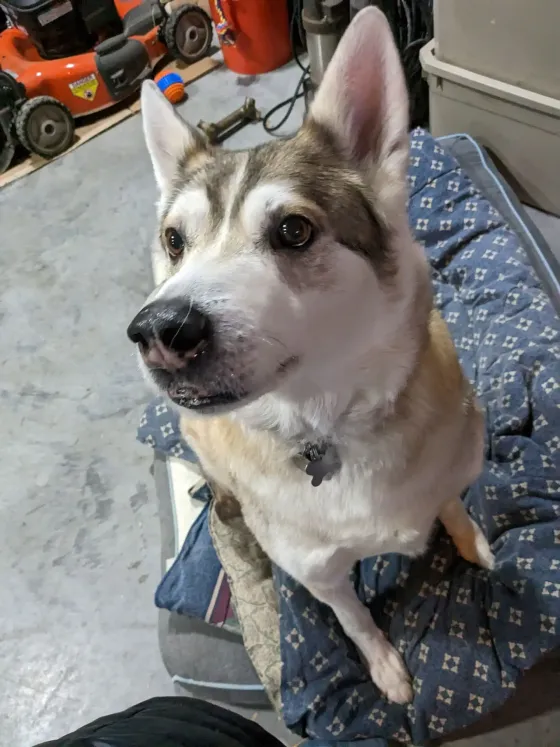 Adult dog looking up at camera during in-home visit.