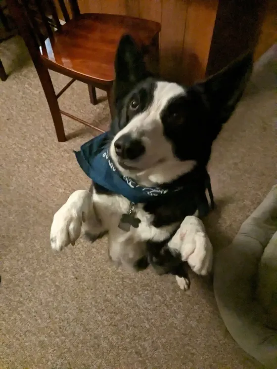 Black and White dog jumping up playfully toward the camera.
