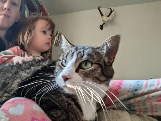 Pet car relaxing on the couch with young girl.